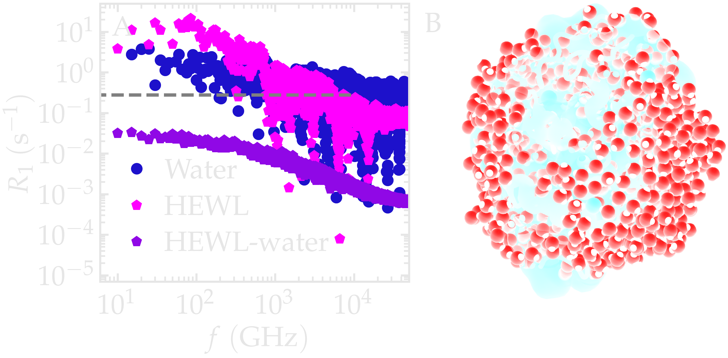 NMR results obtained from the LAMMPS simulation of water and lysozyme