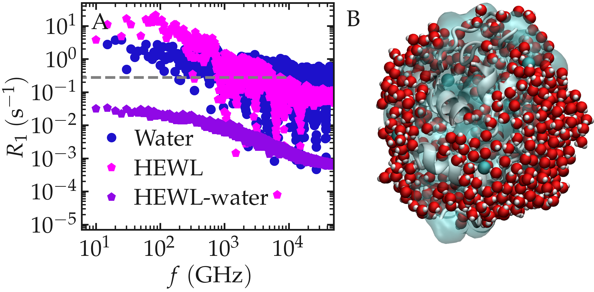 NMR results obtained from the LAMMPS simulation of water and lysozyme